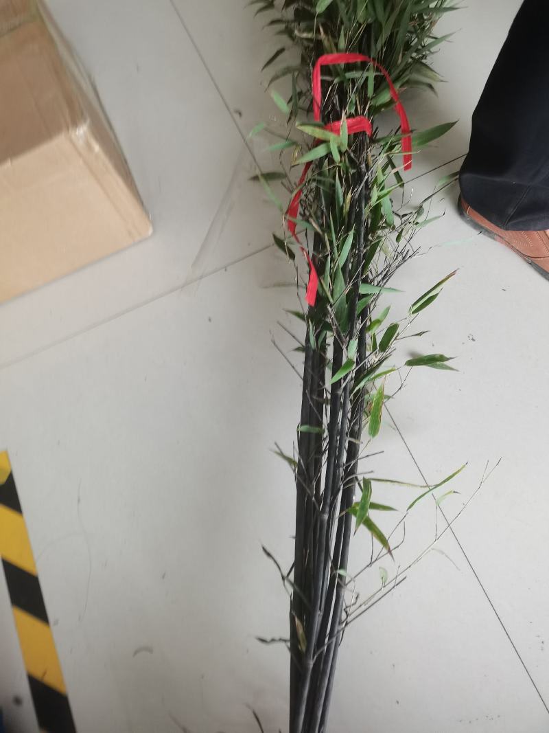 紫竹苗，各种规格，大量供货有需要的老板电话联系