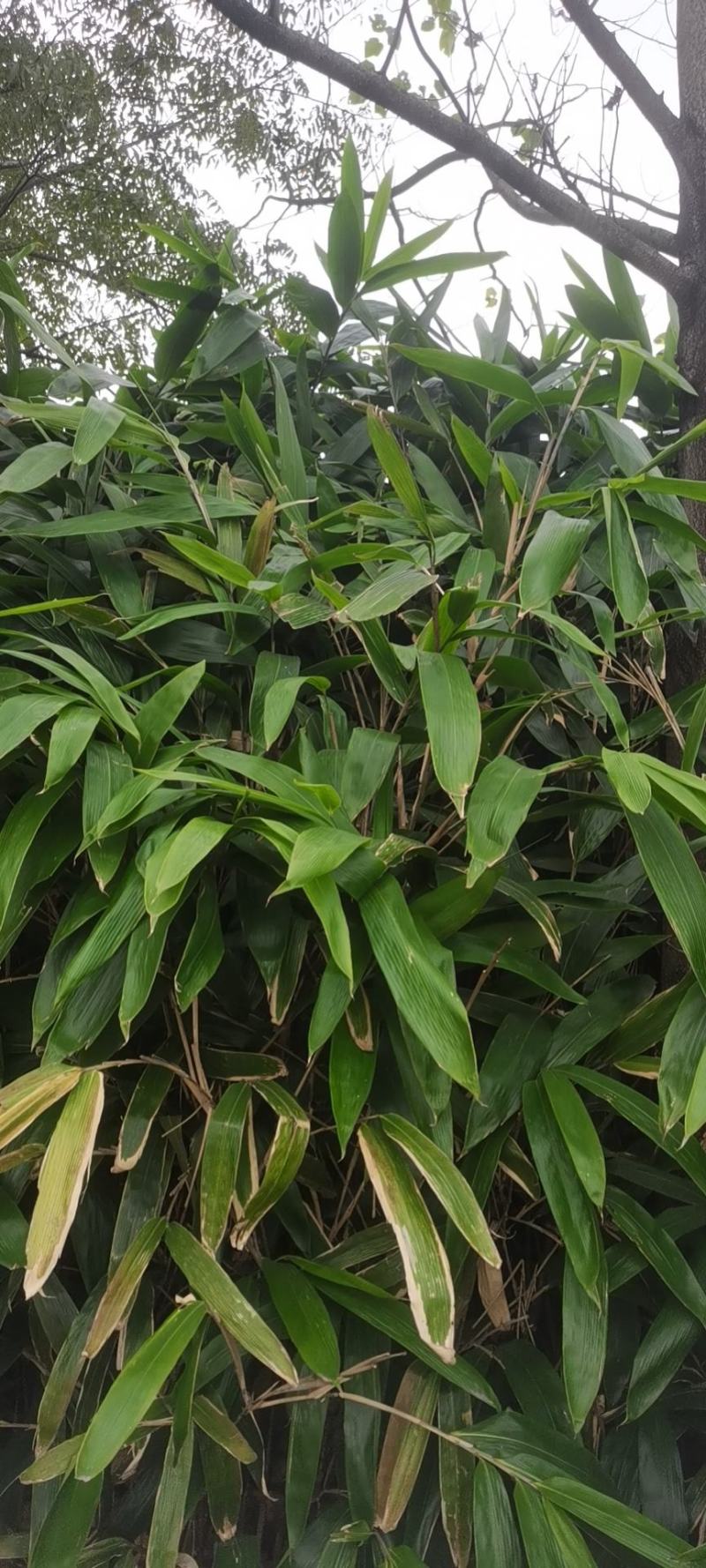 箬竹苗，各种规格，大量供货有需要的老板电话联系