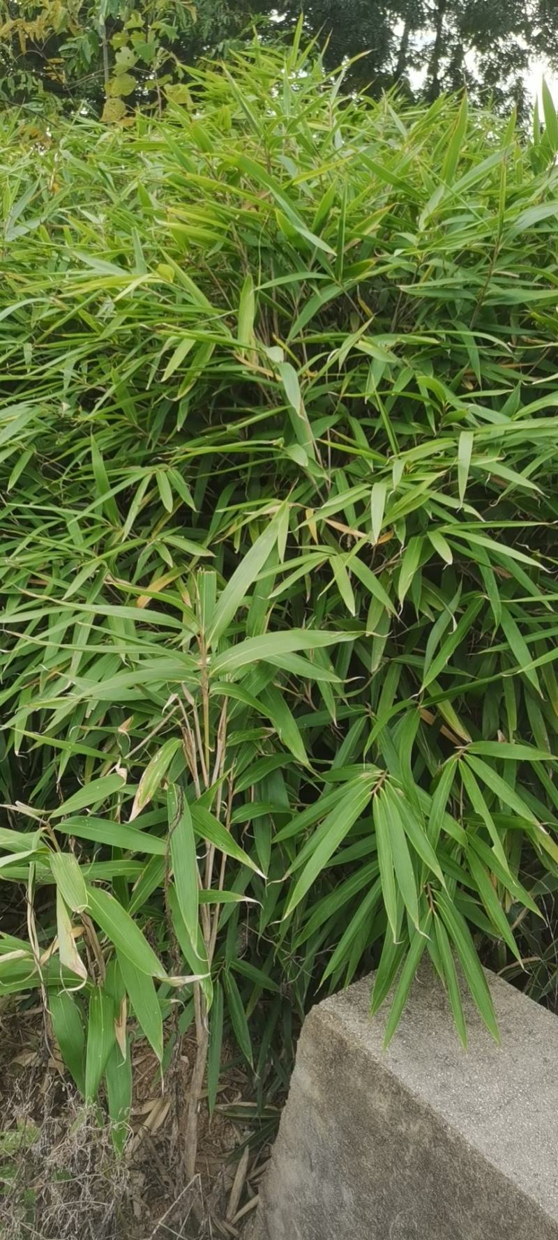 箬竹苗，各种规格，大量供货有需要的老板电话联系