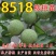 【保真苗】8518核桃苗地栽四季种植果树嫁接特大当年结果