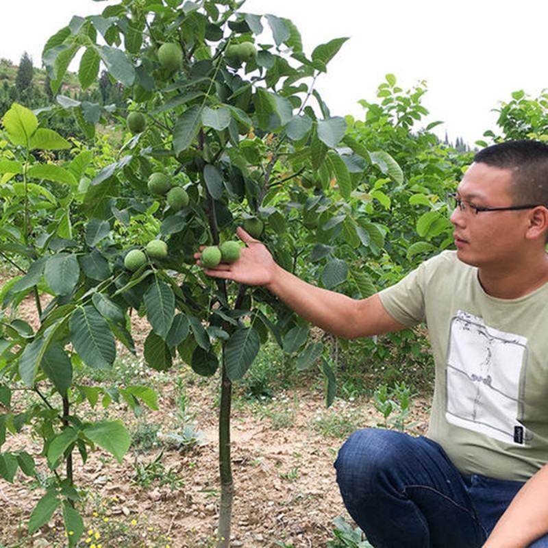 【保真苗】8518核桃苗地栽四季种植果树嫁接特大当年结果