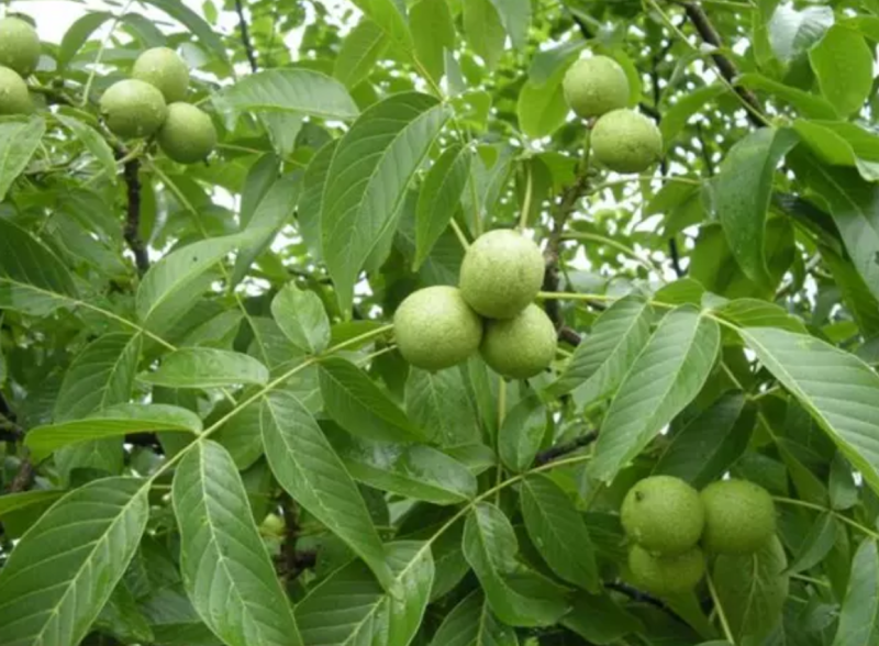 【保真苗】8518核桃苗地栽四季种植果树嫁接特大当年结果