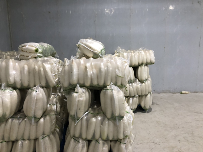 供应优质白萝卜|优质萝卜|白条萝卜|鲜萝卜