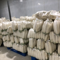 供应优质白萝卜|优质萝卜|白条萝卜|鲜萝卜