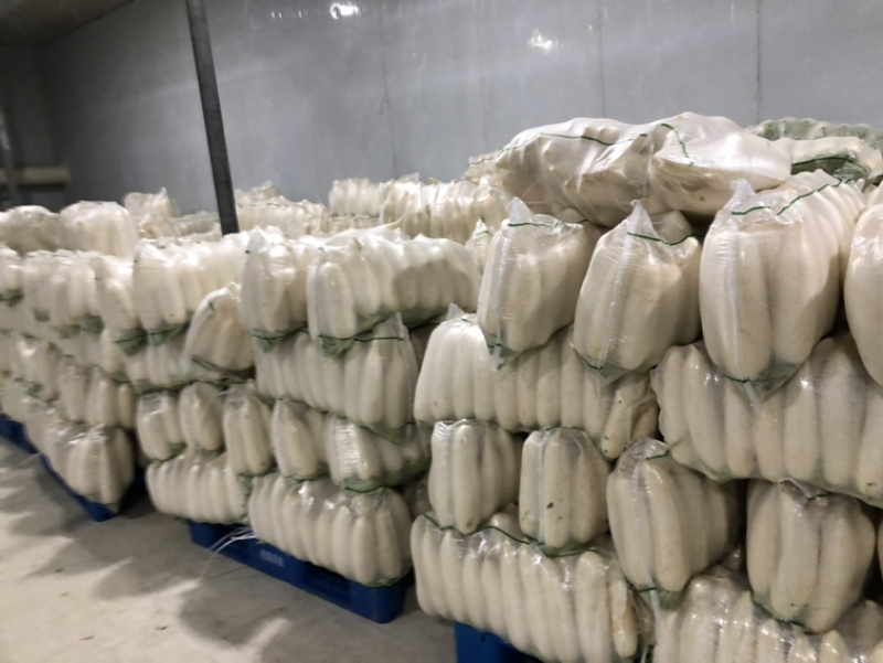 供应优质白萝卜|优质萝卜|白条萝卜|鲜萝卜