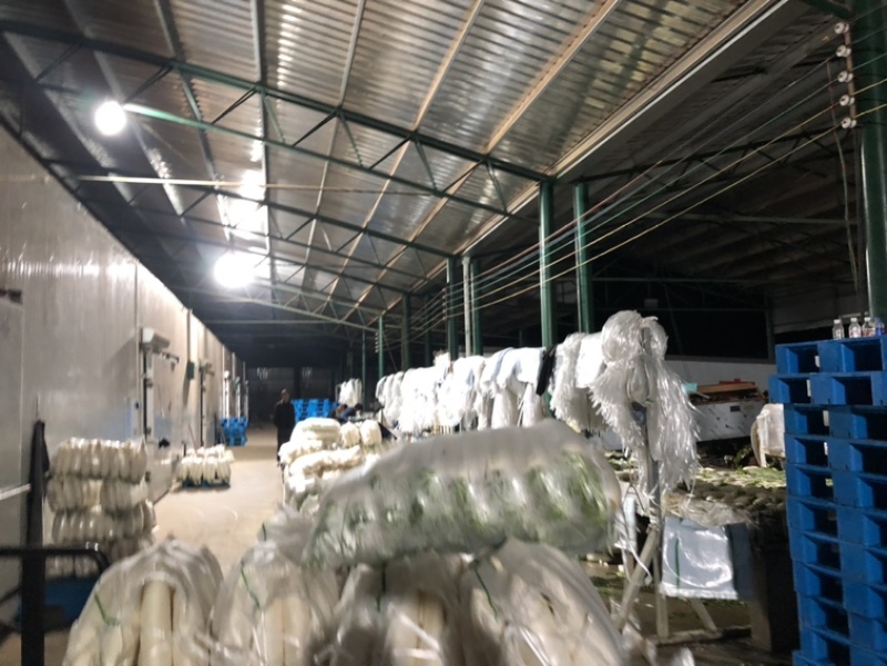 供应优质白萝卜|优质萝卜|白条萝卜|鲜萝卜