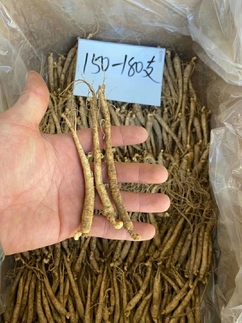长白山鲜人参各种规格