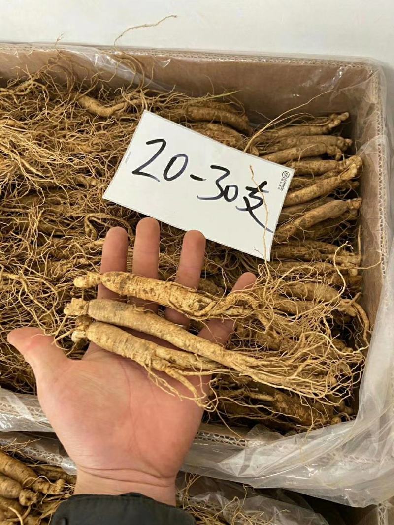 长白山鲜人参各种规格
