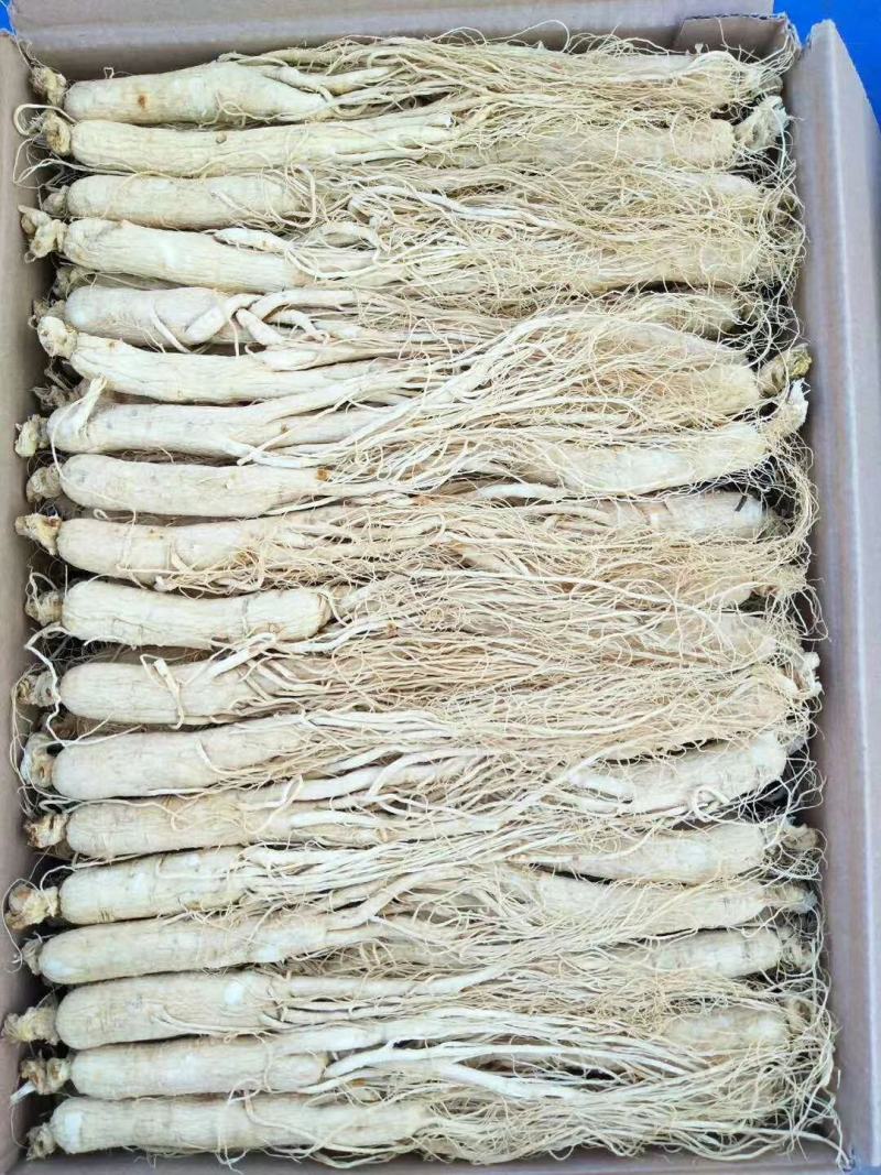 长白山人参各种规格全须干白参