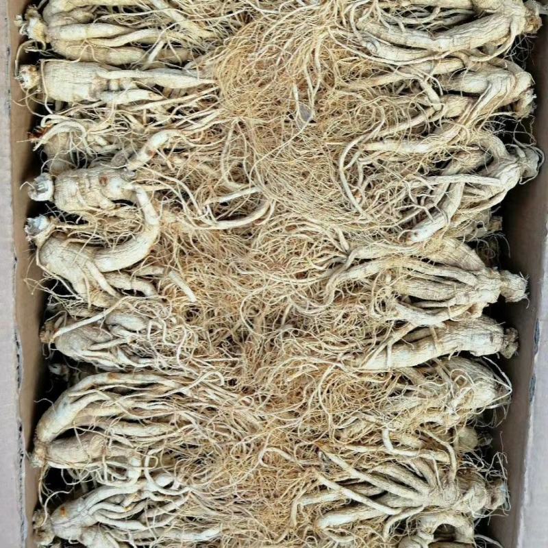 长白山人参各种规格全须干白参
