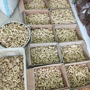长白山人参各种规格西洋参，粒头，参条