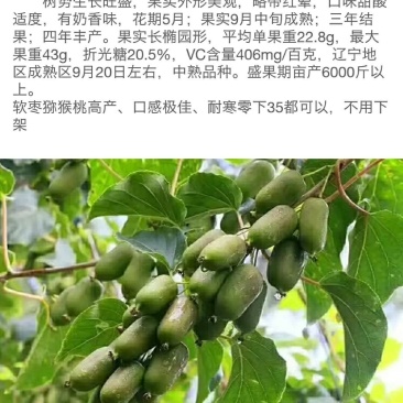 出售，软枣猕猴桃苗，自家嫁接的树苗品种保纯