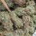 【推荐】鸡骨草野生新货带叶青绿青绿干货直发欢迎下单