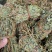 【推荐】鸡骨草野生新货带叶青绿青绿干货直发欢迎下单