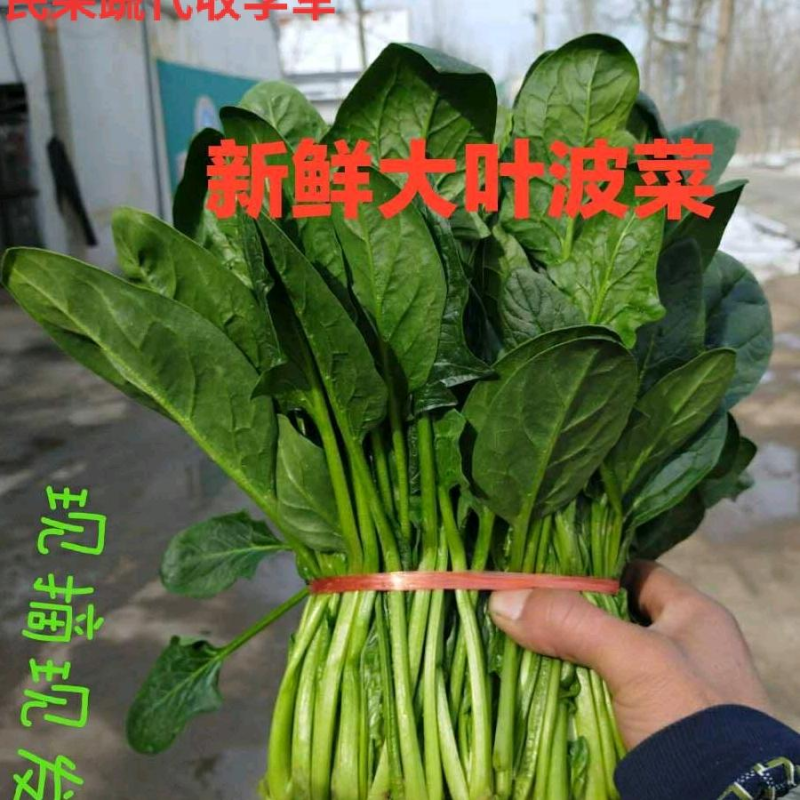 菠菜，精品菠菜，万亩菠菜基地直销中，原产地直销！