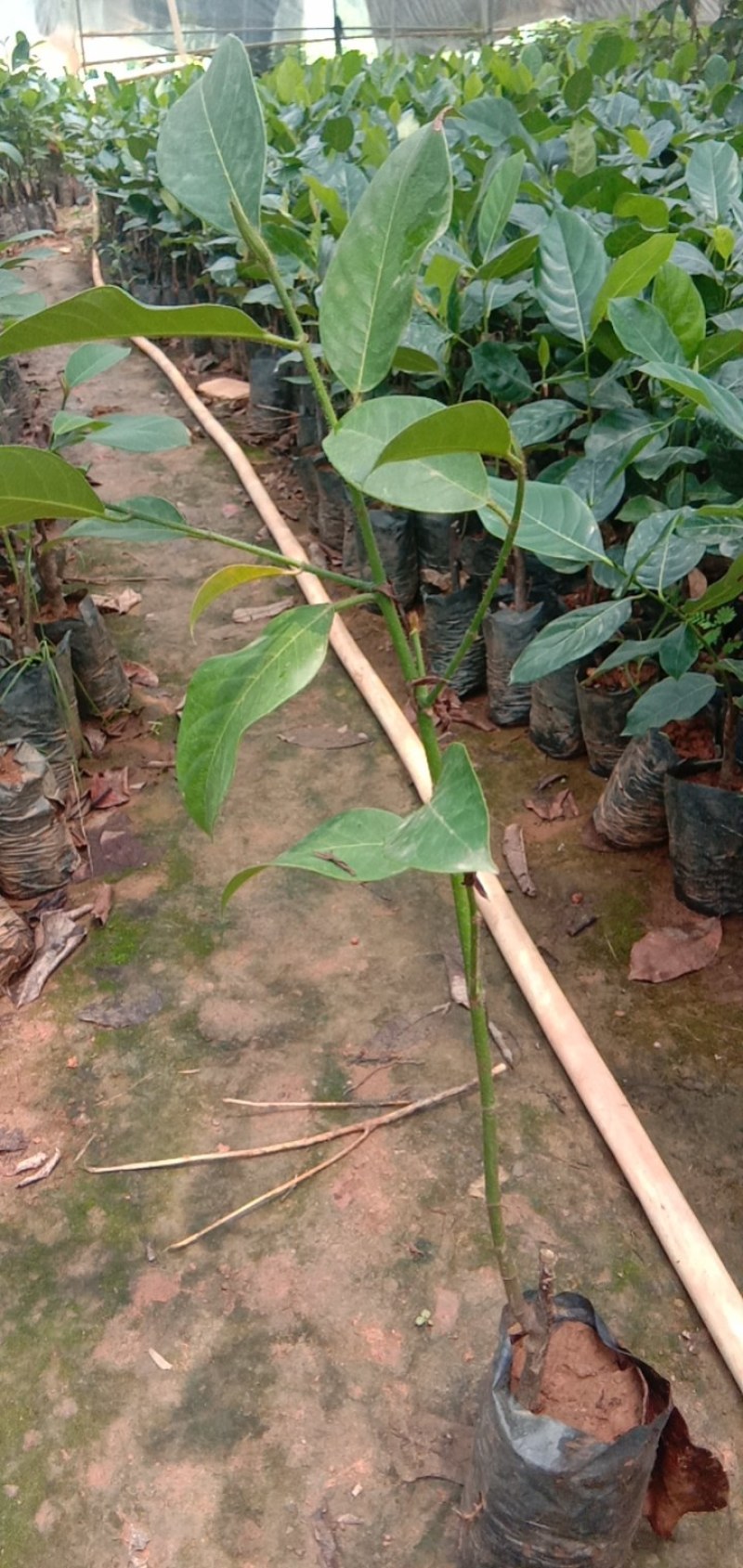 榴莲蜜苗欢迎新老客户到场地考察，大量有苗供应