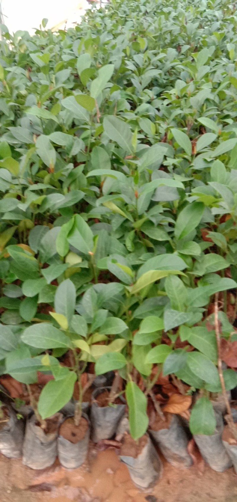 榴莲蜜苗欢迎新老客户到场地考察，大量有苗供应