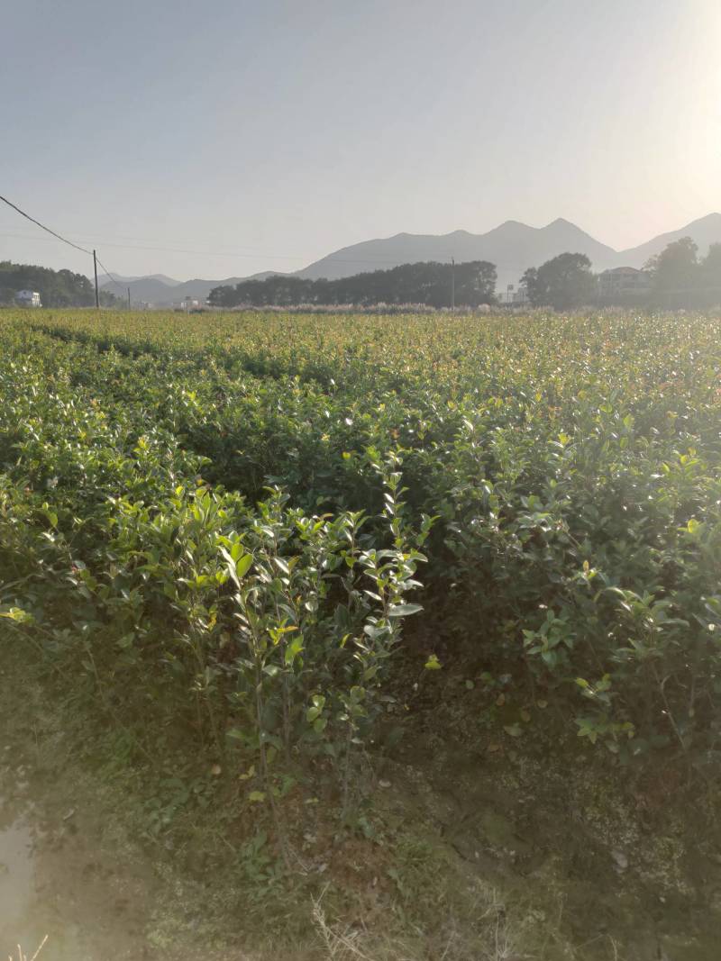 湘林系列，三年生嫁接良种高产容器杯油茶苗