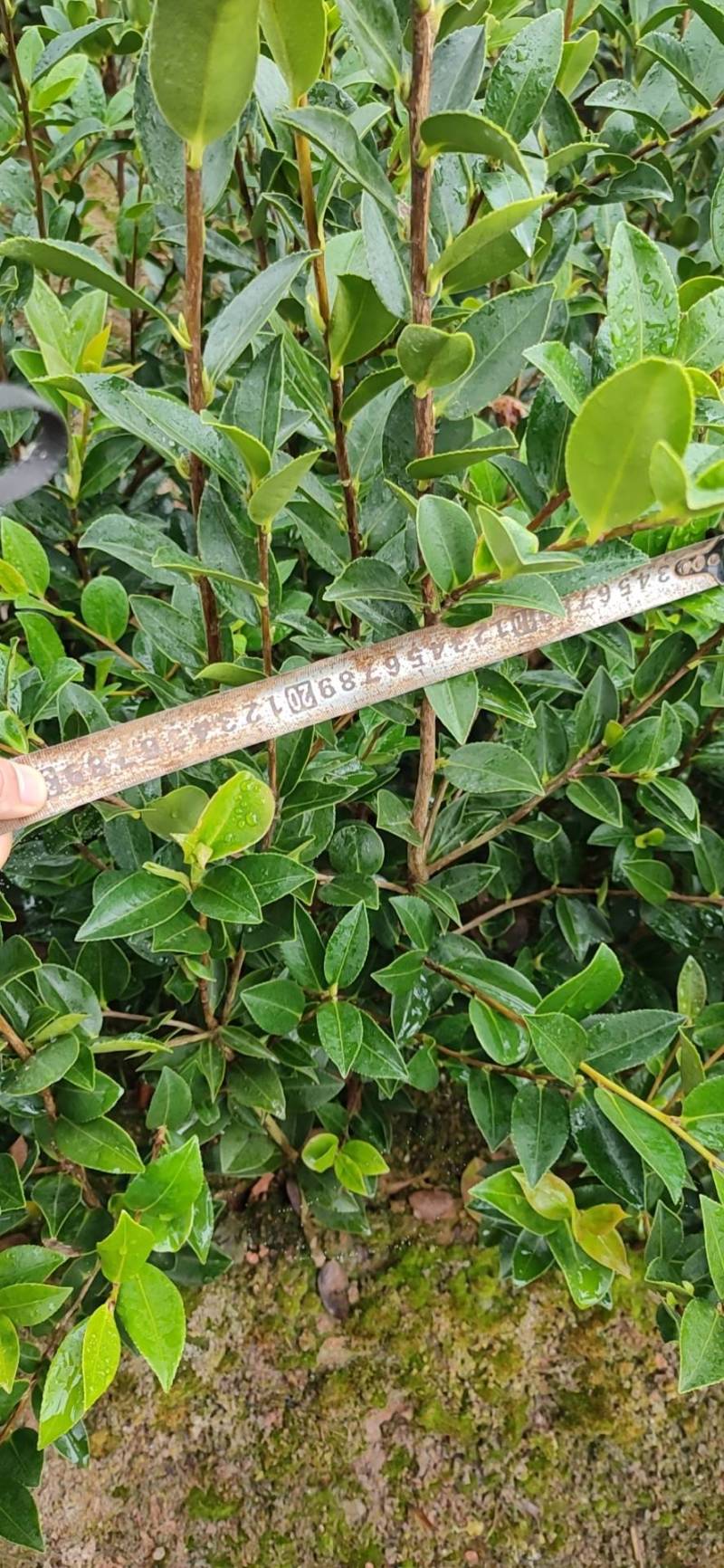 湘林系列，三年生嫁接良种高产容器杯油茶苗
