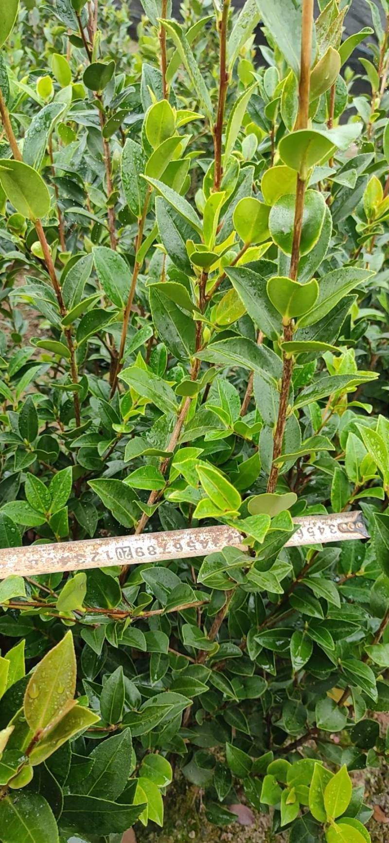 湘林系列，三年生嫁接良种高产容器杯油茶苗
