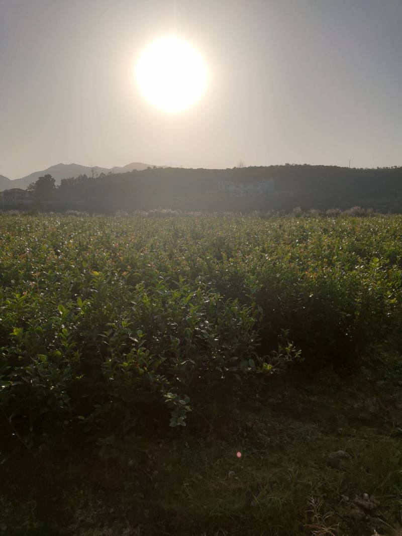 湘林系列，三年生嫁接良种高产容器杯油茶苗