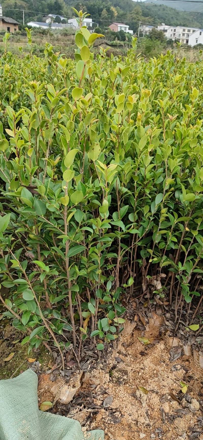 湘林系列，三年生嫁接良种高产容器杯油茶苗