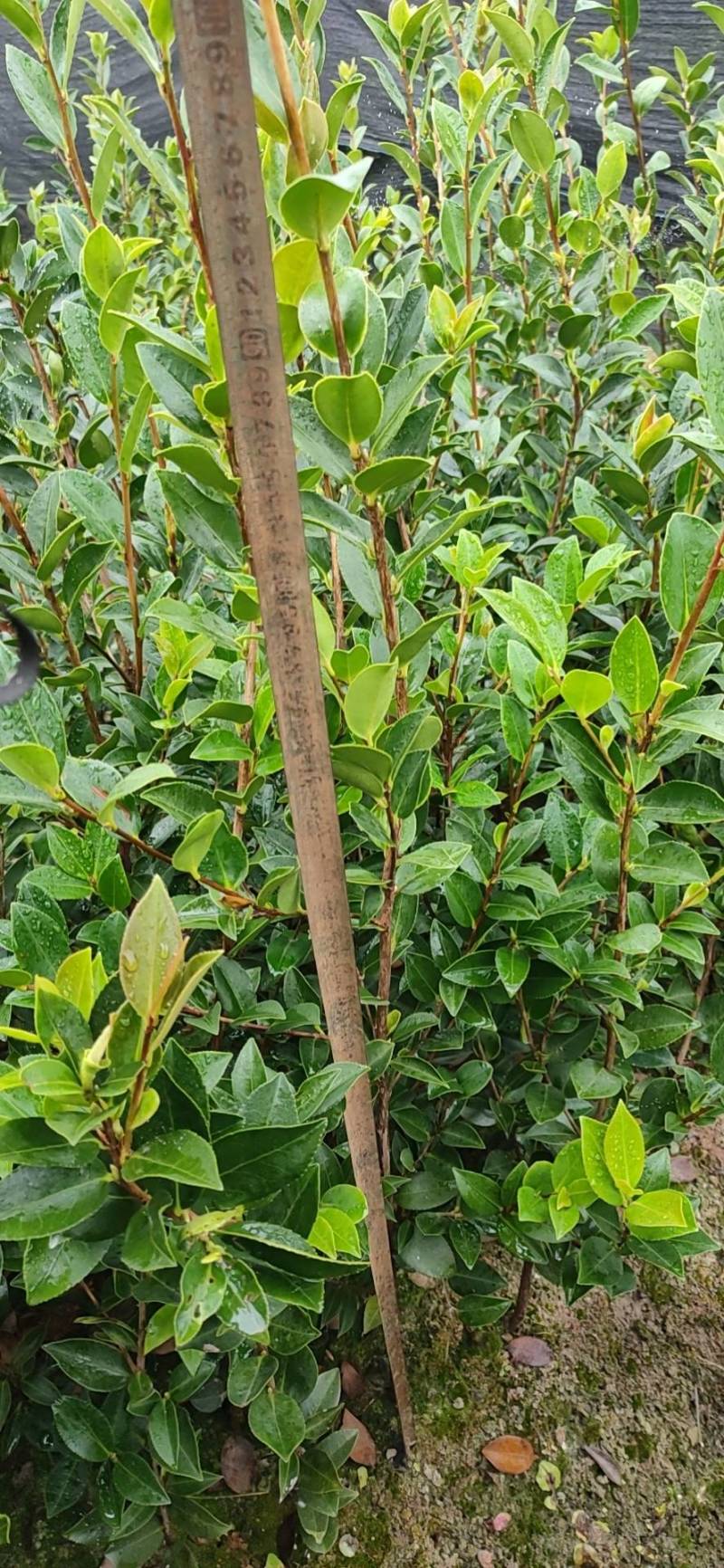 湘林系列，三年生嫁接良种高产容器杯油茶苗