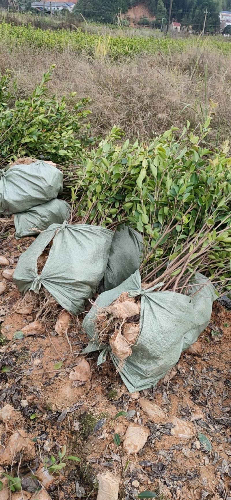 湘林系列，三年生嫁接良种高产容器杯油茶苗