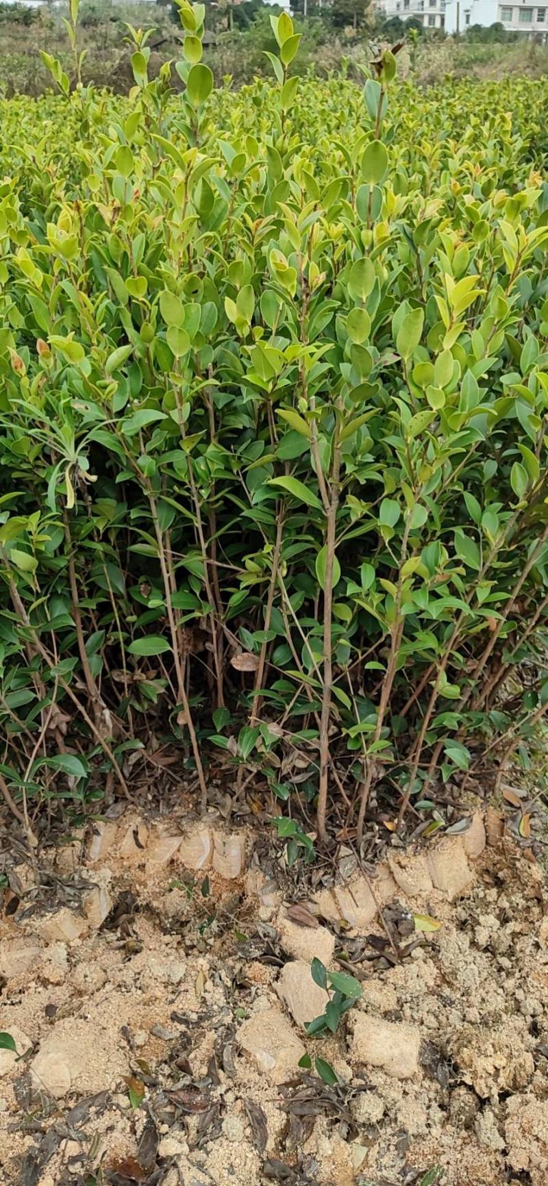 湘林系列，三年生嫁接良种高产容器杯油茶苗