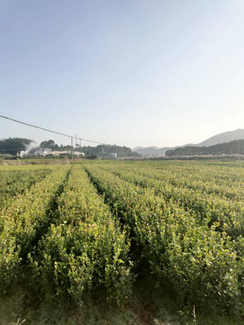 湘林系列，三年生嫁接良种高产容器杯油茶苗