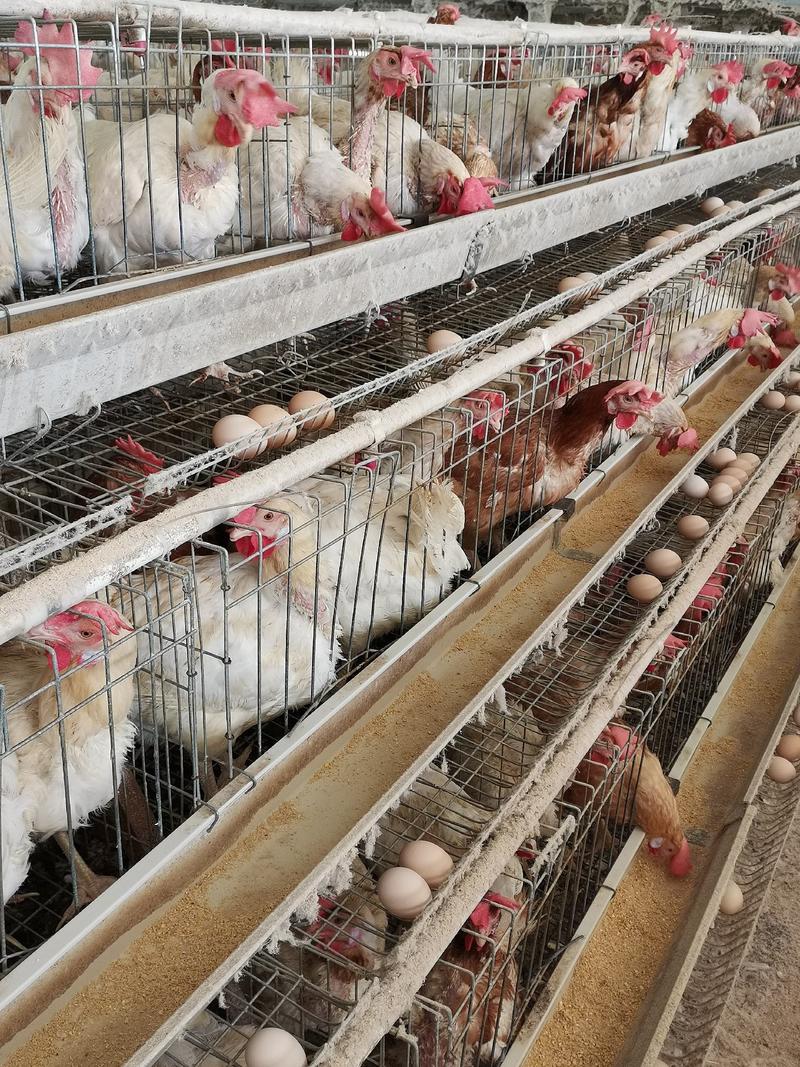 淘汰各种老母鸡，种母鸡，产蛋母鸡海兰灰，均重3.6一5斤