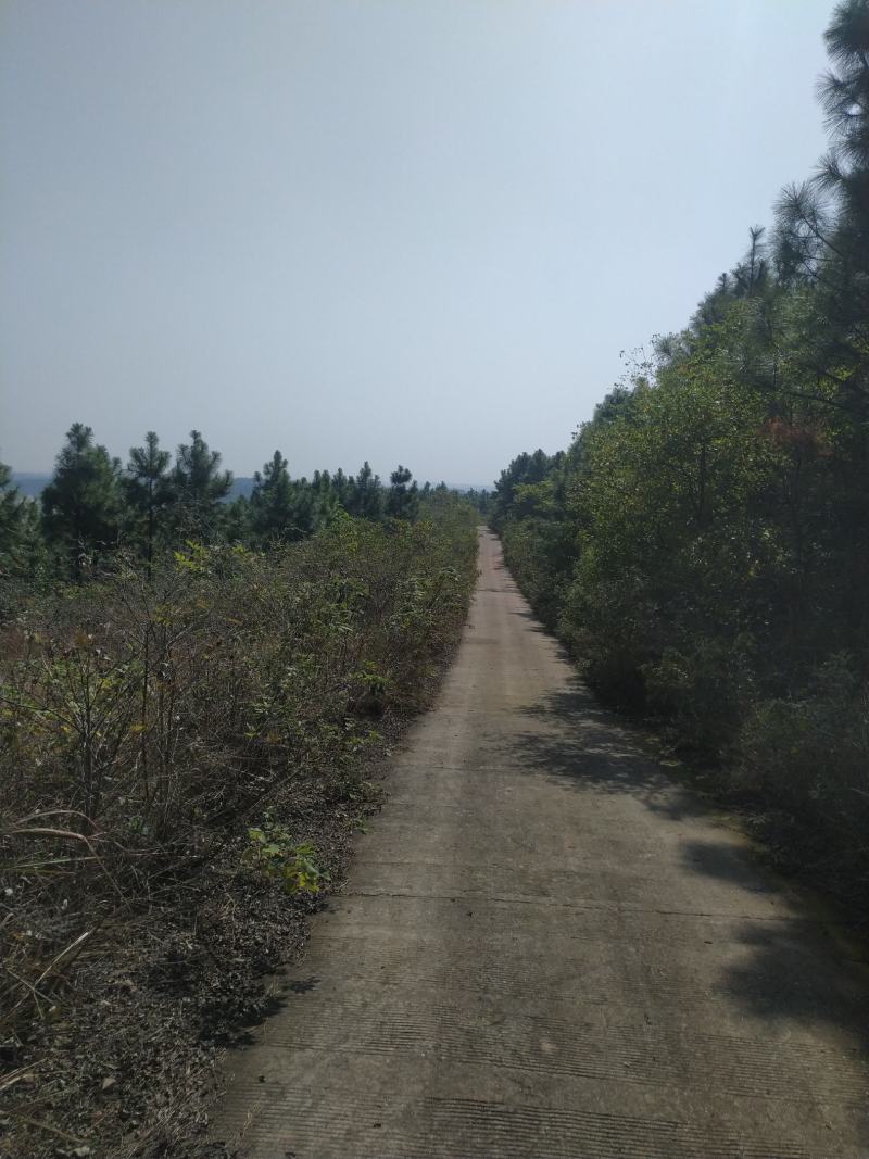 出售钟祥冷水870亩山林