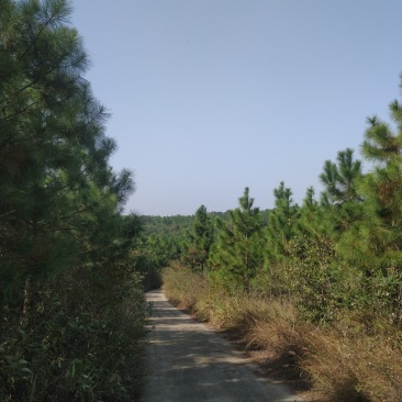 出售钟祥冷水870亩山林
