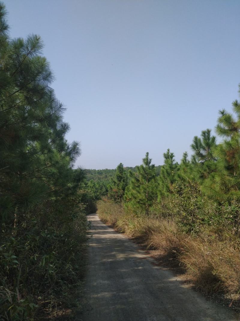 出售钟祥冷水870亩山林