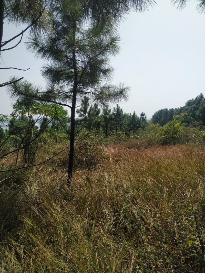 出售钟祥冷水870亩山林