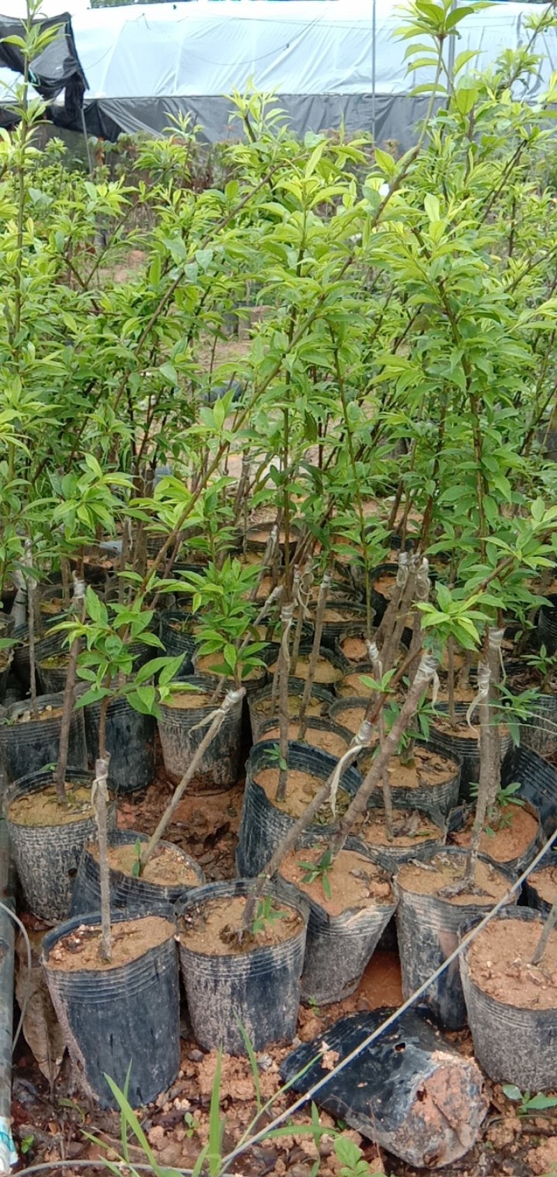 三华李苗场地大量有苗供应量多价格大优惠