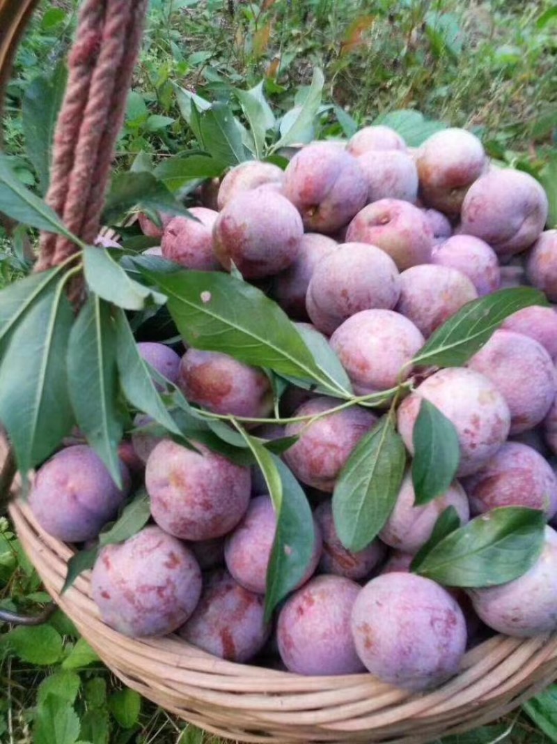 三华李苗场地大量有苗供应量多价格大优惠