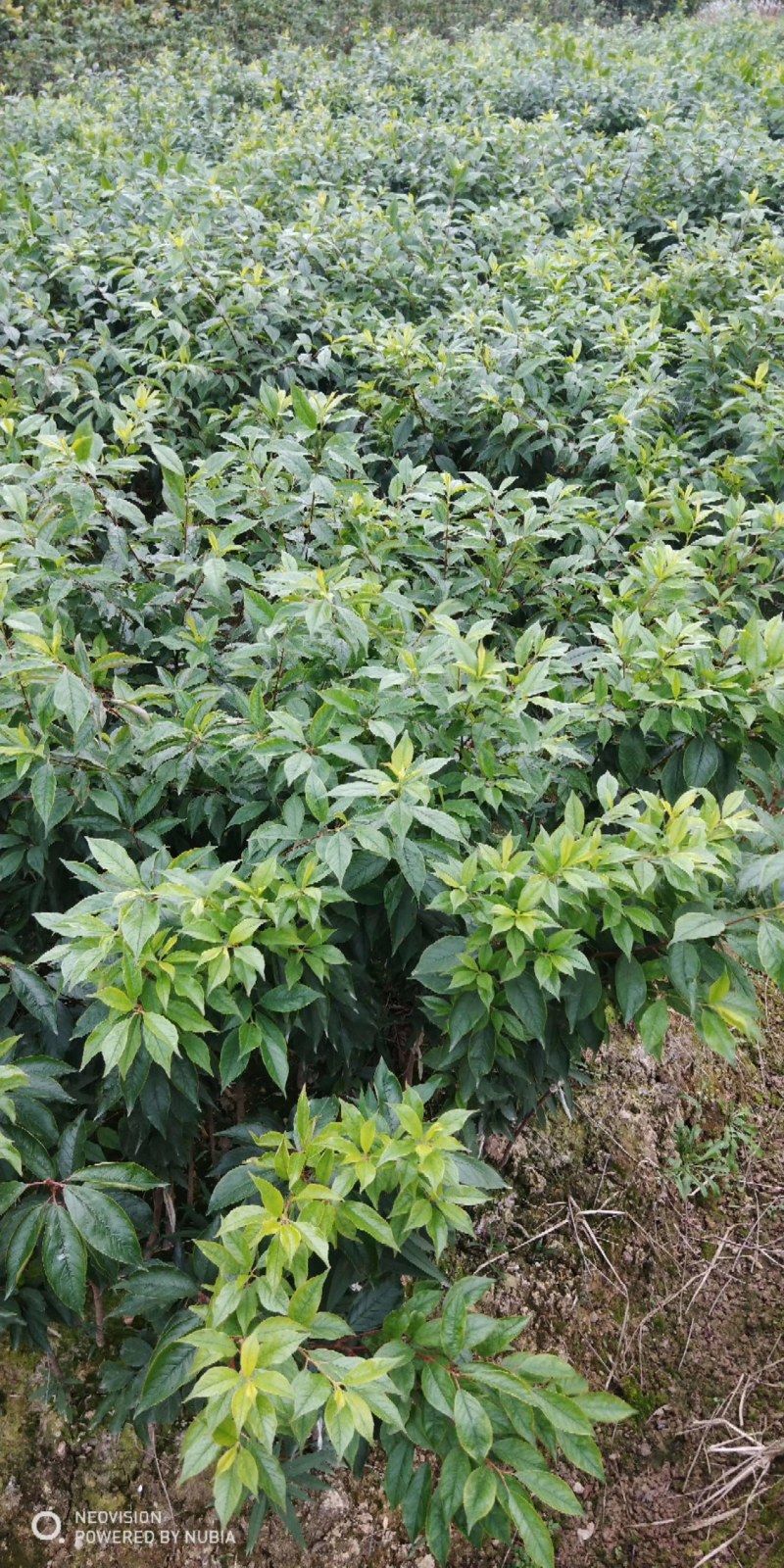 三华李苗场地大量有苗供应量多价格大优惠