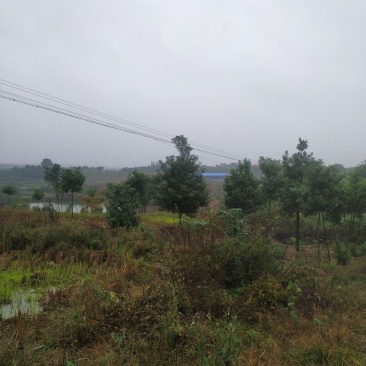 出售40亩田地600平猪场