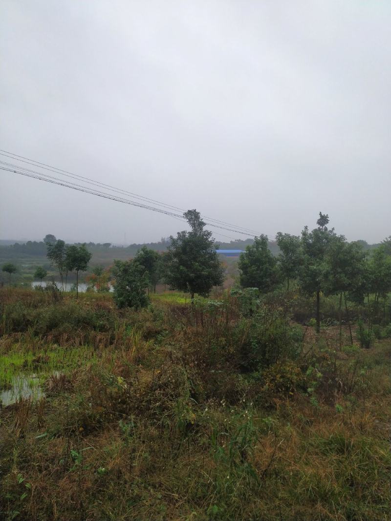 出售40亩田地600平猪场
