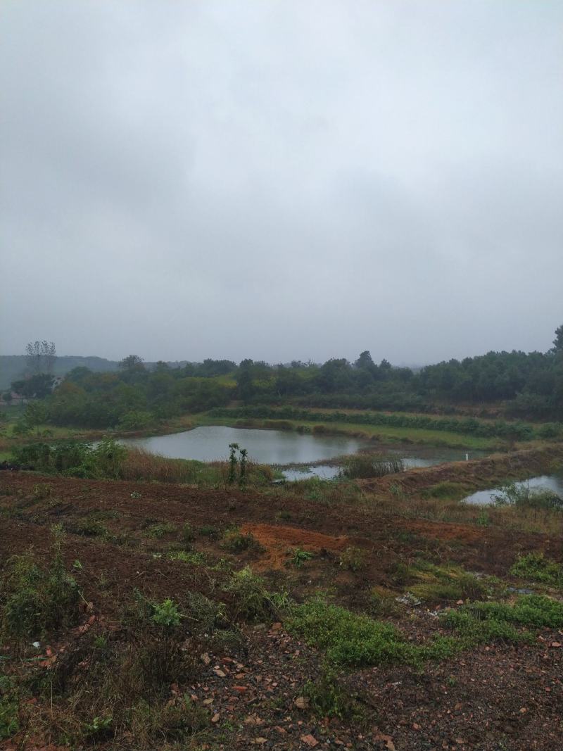 出售40亩田地600平猪场
