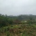 出售40亩田地600平猪场