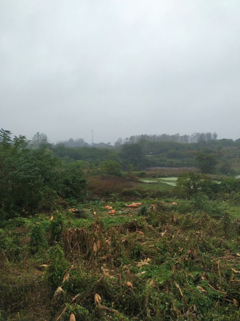 出售40亩田地600平猪场