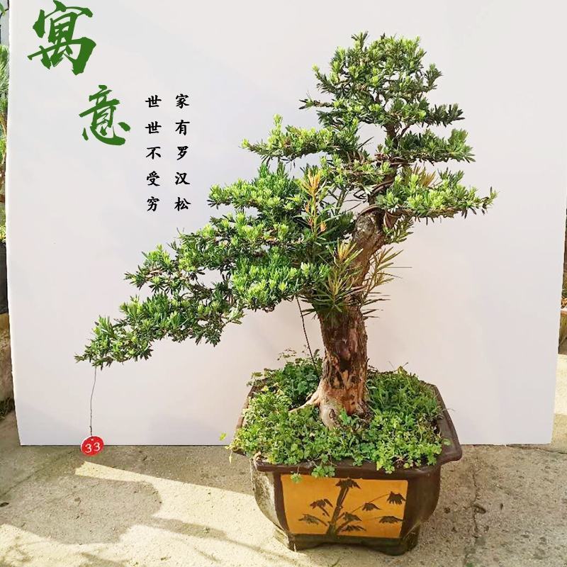 【热卖】园林绿化盆景罗汉松大树老桩盆栽庭院绿植