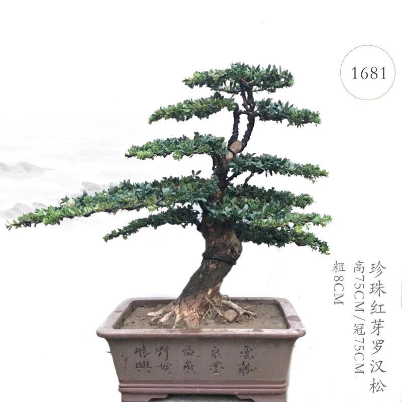 【热卖】园林绿化盆景罗汉松大树老桩盆栽庭院绿植