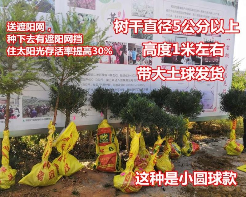 【热卖】园林绿化盆景罗汉松大树老桩盆栽庭院绿植