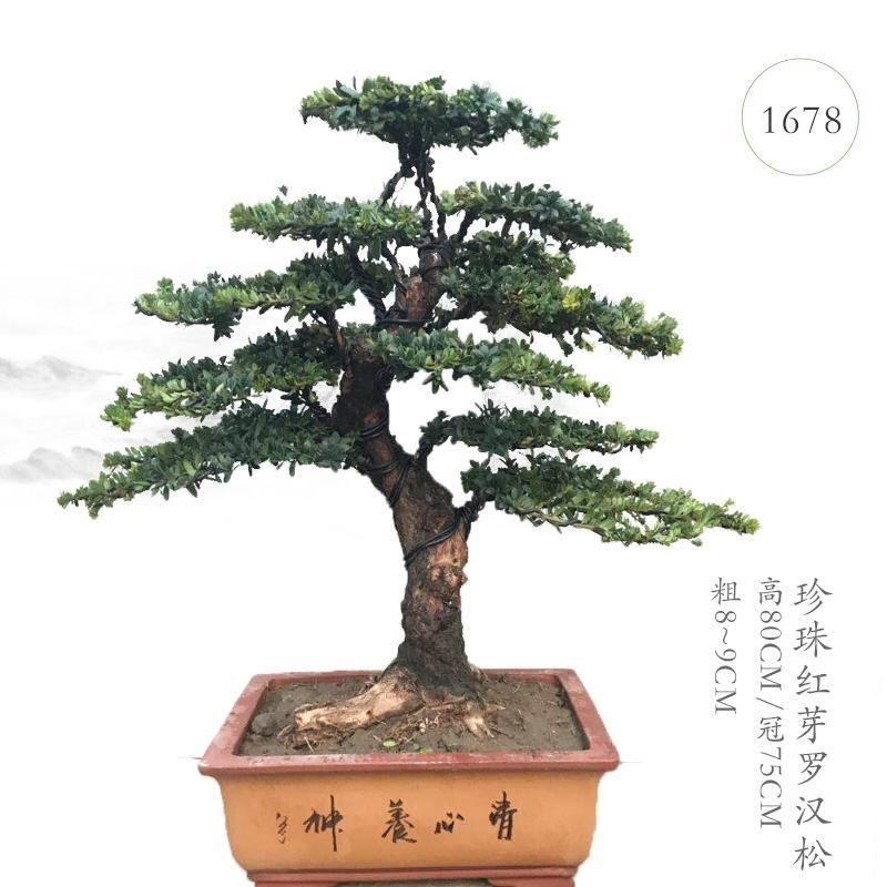 【热卖】园林绿化盆景罗汉松大树老桩盆栽庭院绿植
