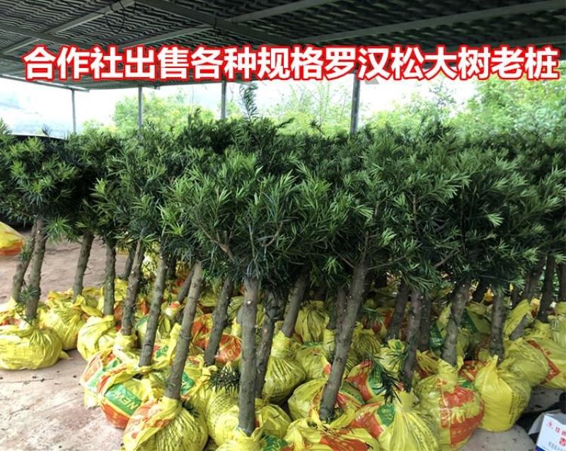 【热卖】园林绿化盆景罗汉松大树老桩盆栽庭院绿植