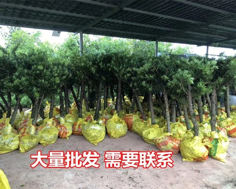 【热卖】园林绿化盆景罗汉松大树老桩盆栽庭院绿植