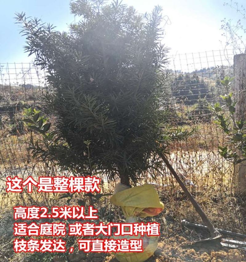 【热卖】园林绿化盆景罗汉松大树老桩盆栽庭院绿植